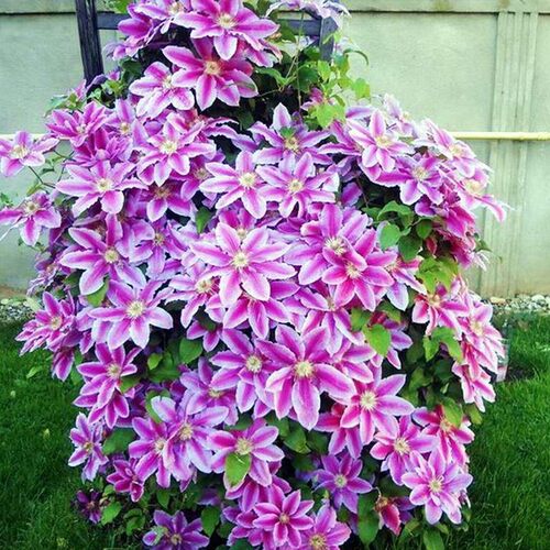 铁线莲庭院阳台爬藤植物