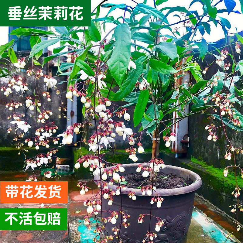 泰国垂丝茉莉阳台庭院开花