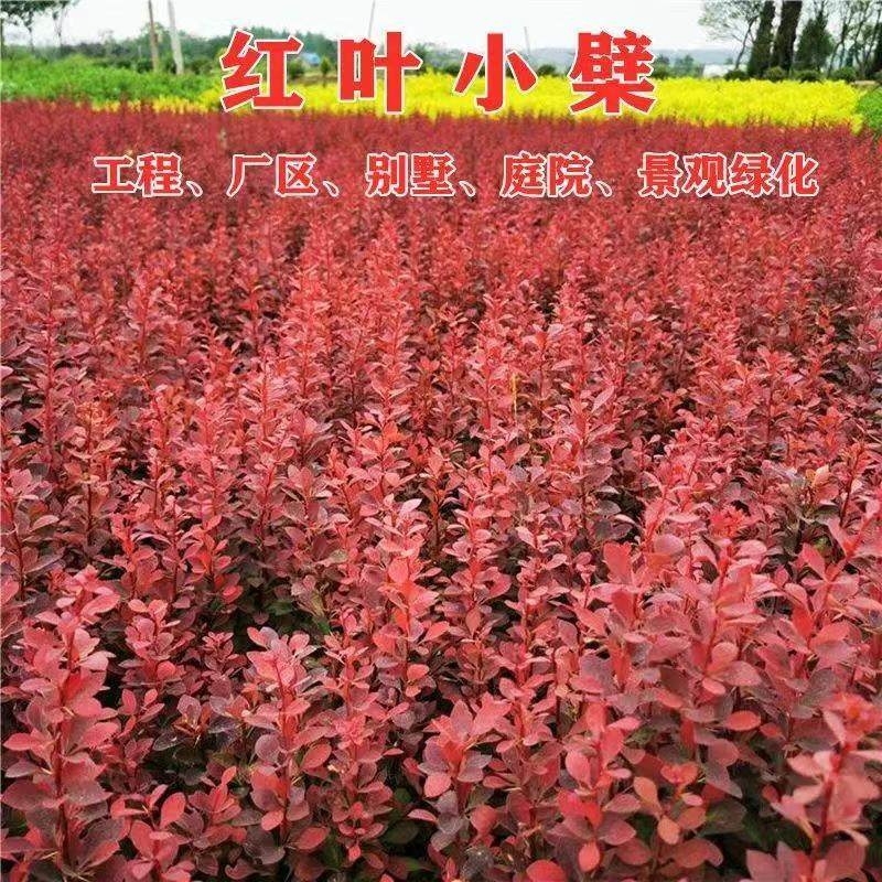 红叶小檗苗别墅庭院行道耐寒彩色绿篱笆色块紫叶小檗球红叶小波苗