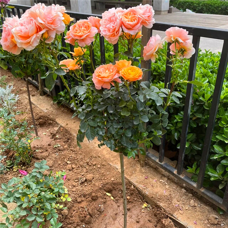棒棒糖月季花苗树桩月季庭院盆栽风景植物大型四季开花独杆月季树