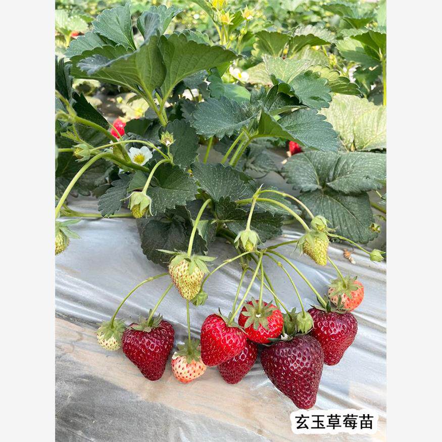 新品种玄玉草莓苗淡雪隋珠章姬粉玉草莓苗香蕉草莓苗原盆原土新苗