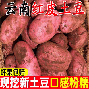 云南红皮黄心土豆新鲜现挖小土豆农家蔬菜洋芋自种马铃薯批发3斤