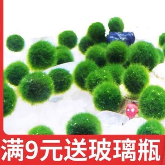 短绒藻藻种子兰寿金鱼爆藻长绒藻孢子绿藻水藻石鱼缸造景绿毛龟藻