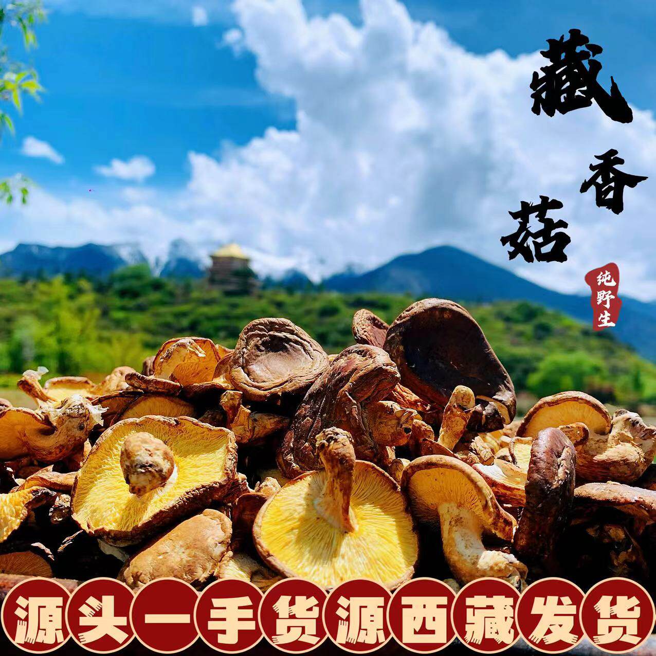 西藏直发林芝香菇干货香菇草菇野生香菇250g煲汤材料野菌菇包邮
