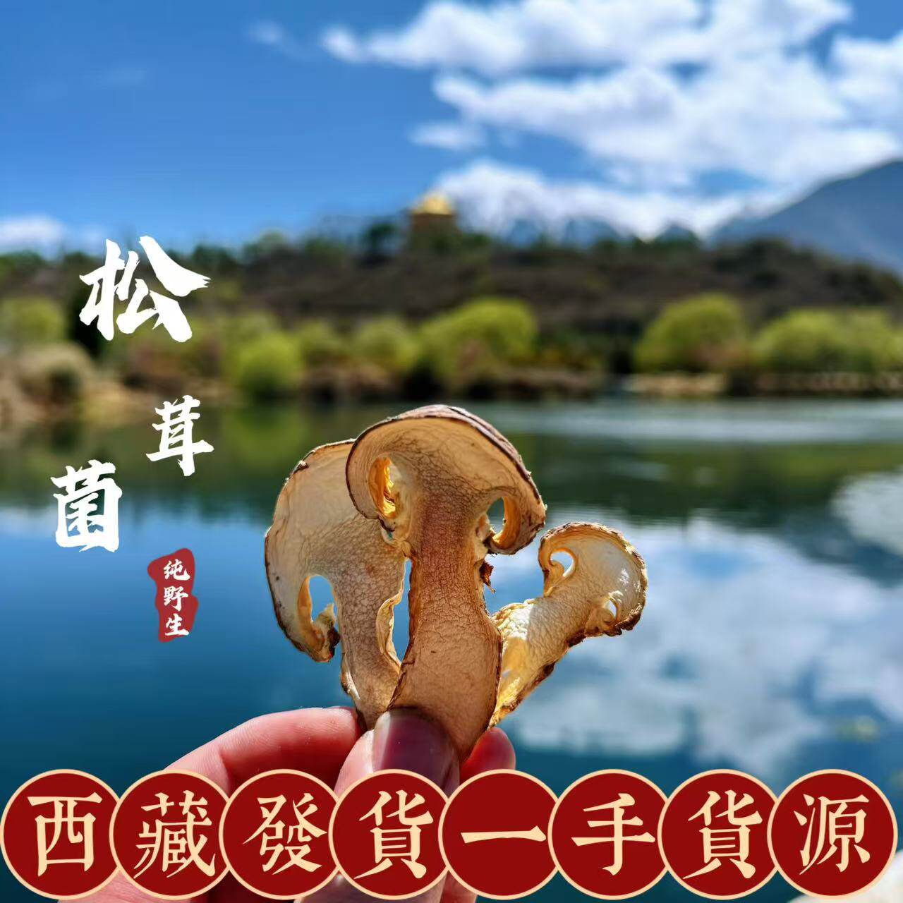 西藏直发野生松茸干货高海拔不开伞带皮美味松茸干片煲汤250g包邮