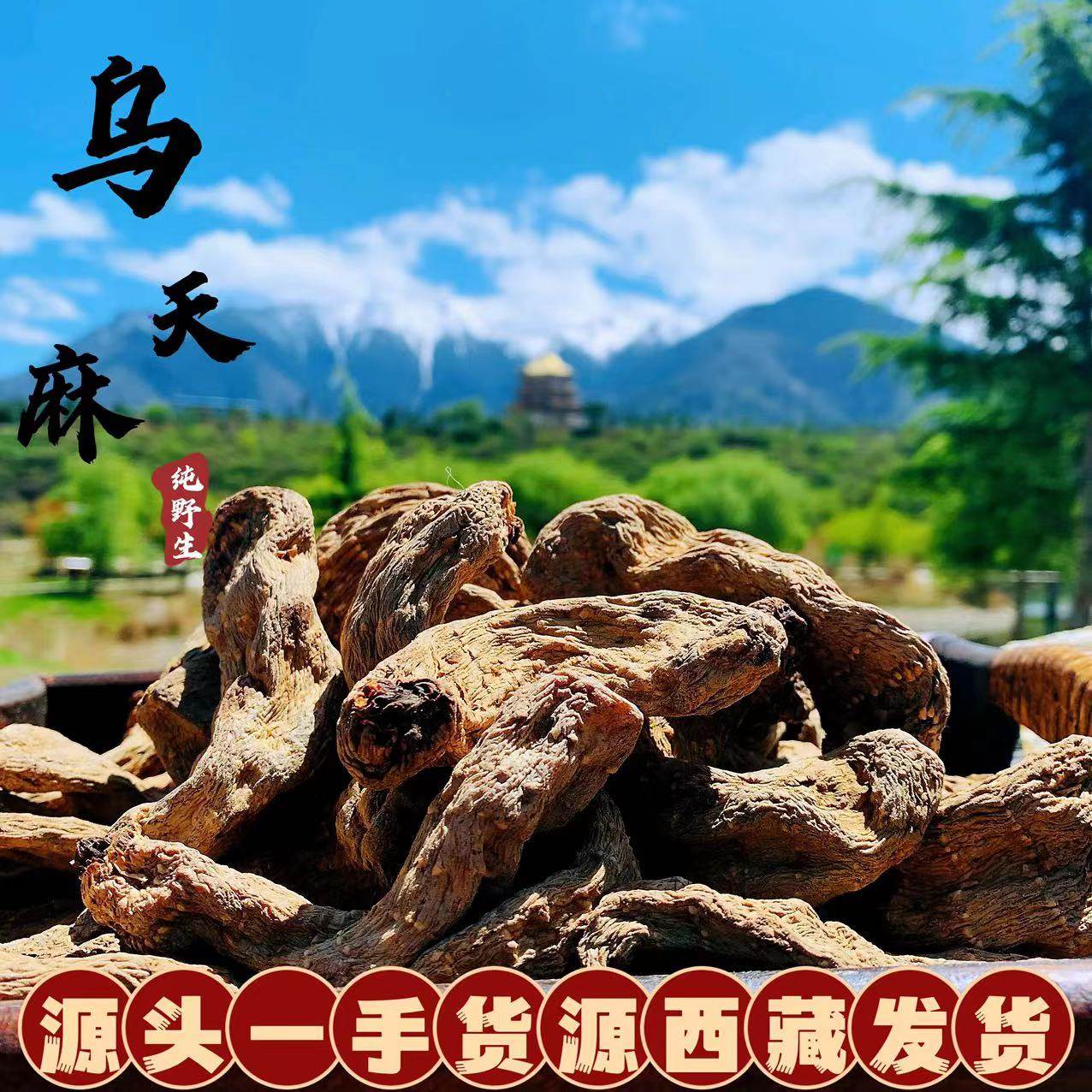 西藏直发野外乌天麻250g西藏波密中药药材西藏察隅自然晒干货黑麻