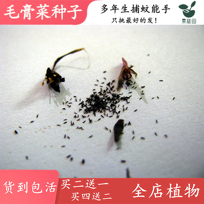 茅膏菜种子 食虫植物食人花捕蚊草驱蚊草粘虫各种毛毡苔送盆和土