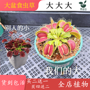 大花盆捕蝇草猪笼草食虫草食人花驱蚊草捕蚊草食蚊草超大趣味盆栽