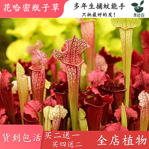 哈密瓶子草造景观水陆双栖食虫草