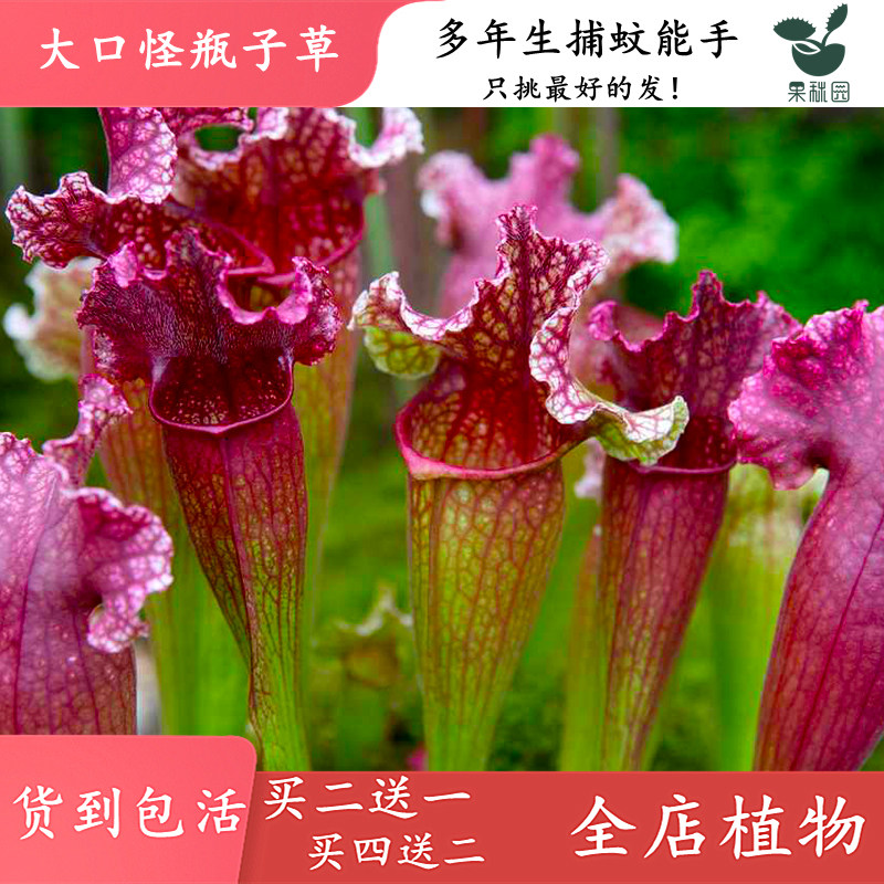 大口怪瓶子草【大型食虫植物鱼缸造景观布景食虫草吃虫绿植盆栽】,鲜花速递/花卉仿真/绿植园艺,食虫植物,淘宝优惠券,粉丝福利购,淘宝优惠卷