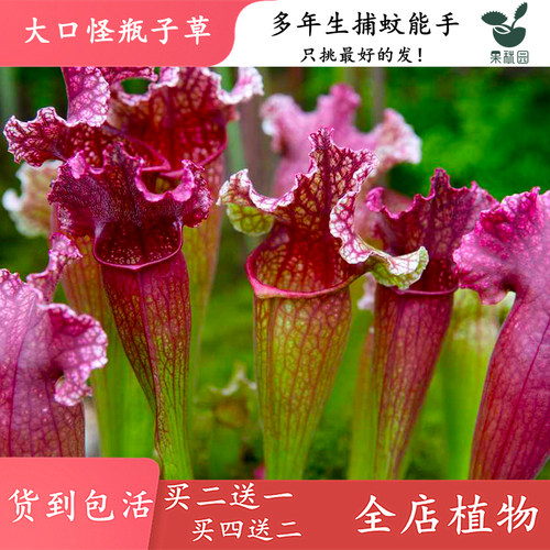 买二送一，买四送二，买多送多！