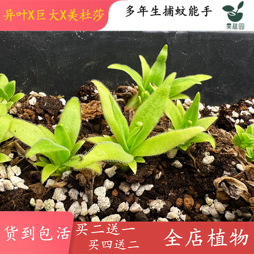 异叶巨大美杜莎捕虫堇室内办公