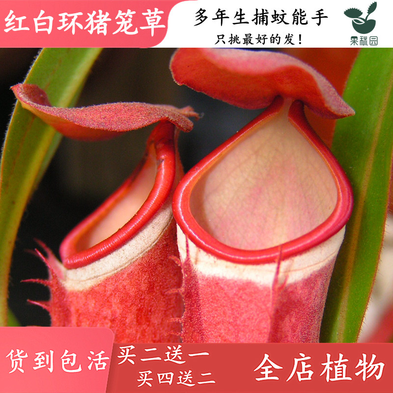 红百环猪笼草【食虫植物高端稀有进口收集小型品种捕蚊草食虫草】