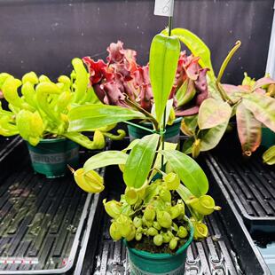 带地笼苹果猪笼草 大苗实生老桩成熟笼子吃落叶捕虫子食虫植物