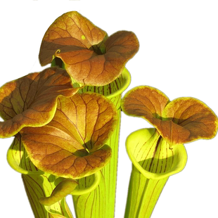 铜帽黄瓶子草【食虫植物造景观鱼缸驱蚊草捕虫草大型直立食虫草】