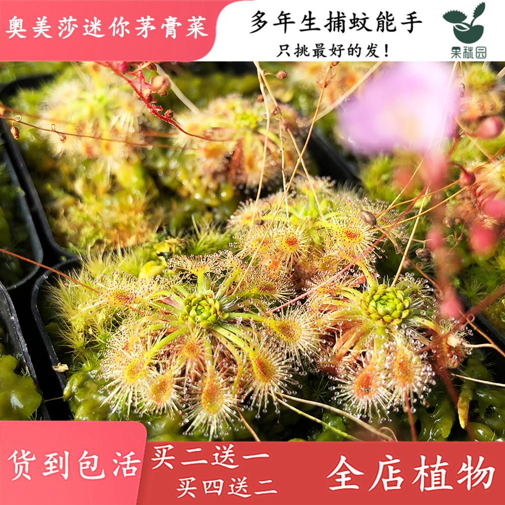 奥美莎迷你茅膏菜【小型可爱鱼缸造景观绿植食虫植物趣味捕虫草】图片