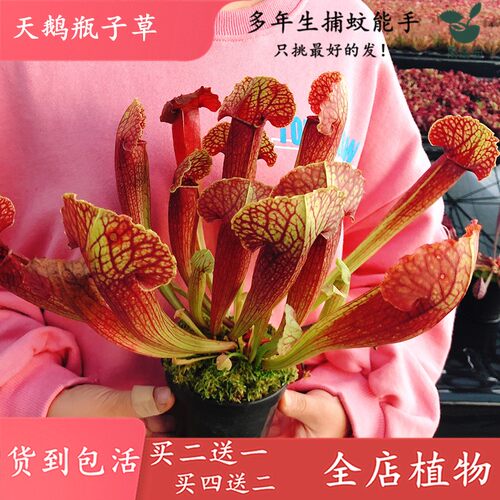 植物会抓虫子。虫子掉进瓶子，就出不去咯。