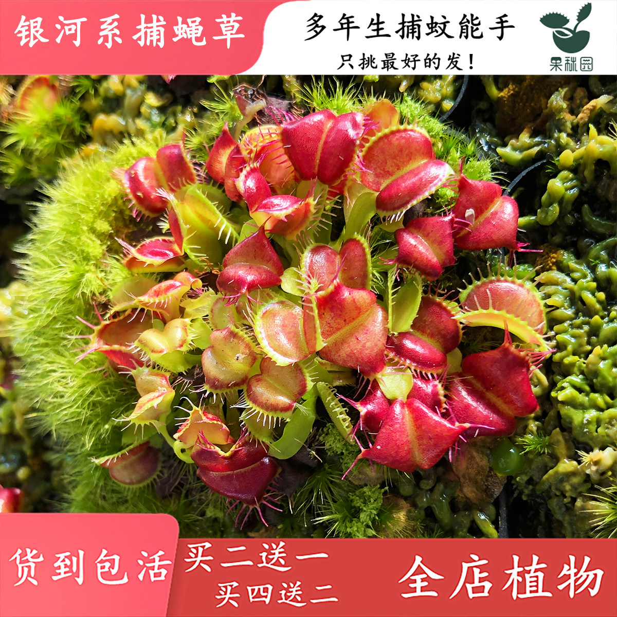 银河系捕蝇草【食虫植物食虫草造景观捕虫草】变异高端捕低价出售