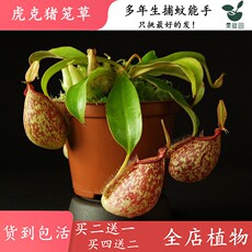 насекомоядное растение 虎克猪笼草【食虫植物圆形笼可爱猪笼草食虫草抓苍蝇蚊子似苹果】