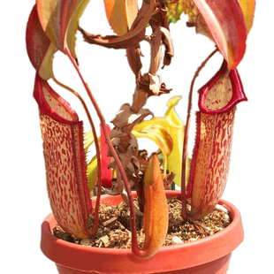 米兰达猪笼草【食虫草大型猪笼草食虫植物长大可吃老鼠绿植盆栽】