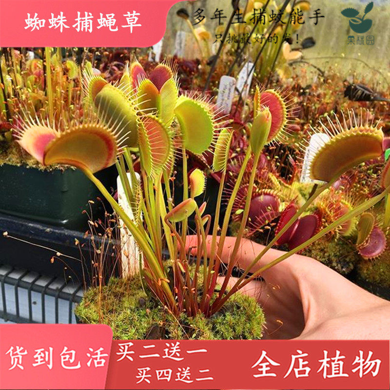 蜘蛛捕蝇草【夏季全直立型捕蚊草食虫植物食虫草冬季贴地生长】