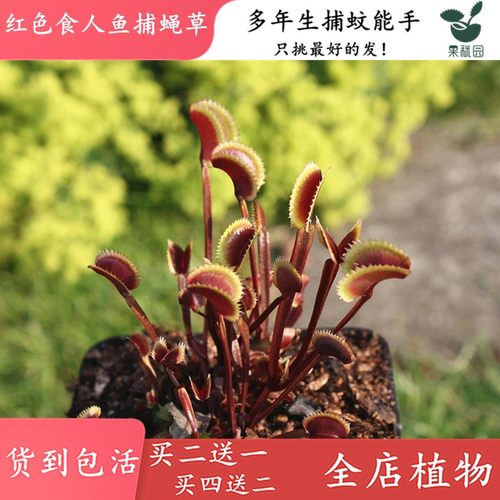 红色食人鱼捕蝇草买二送一