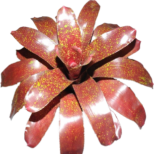 积水凤梨彩霞雨林缸水陆生态水草爬虫缸造景微景常用无土附生植物