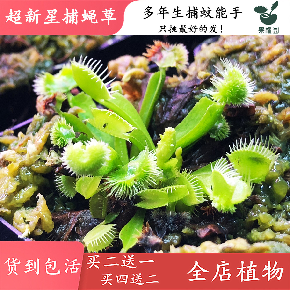 超新星捕蝇草【绒球捕蝇草食虫植物食虫草高端特征品种绿植盆栽】