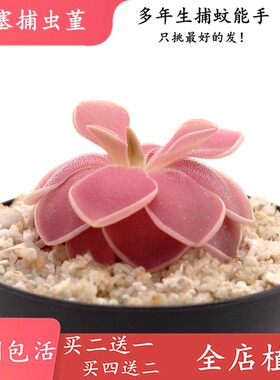 威塞捕虫堇【weser捕虫堇绿植造景水陆雨林缸食虫植物抓小飞虫】