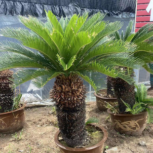 苏铁树树苗盆栽高杆大型精品大球茎15cm原土发货好养耐热南方室内