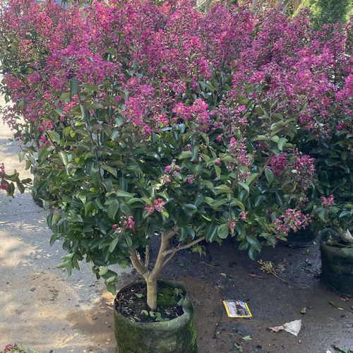紫薇树苗盆栽带花苞当年开花爆满