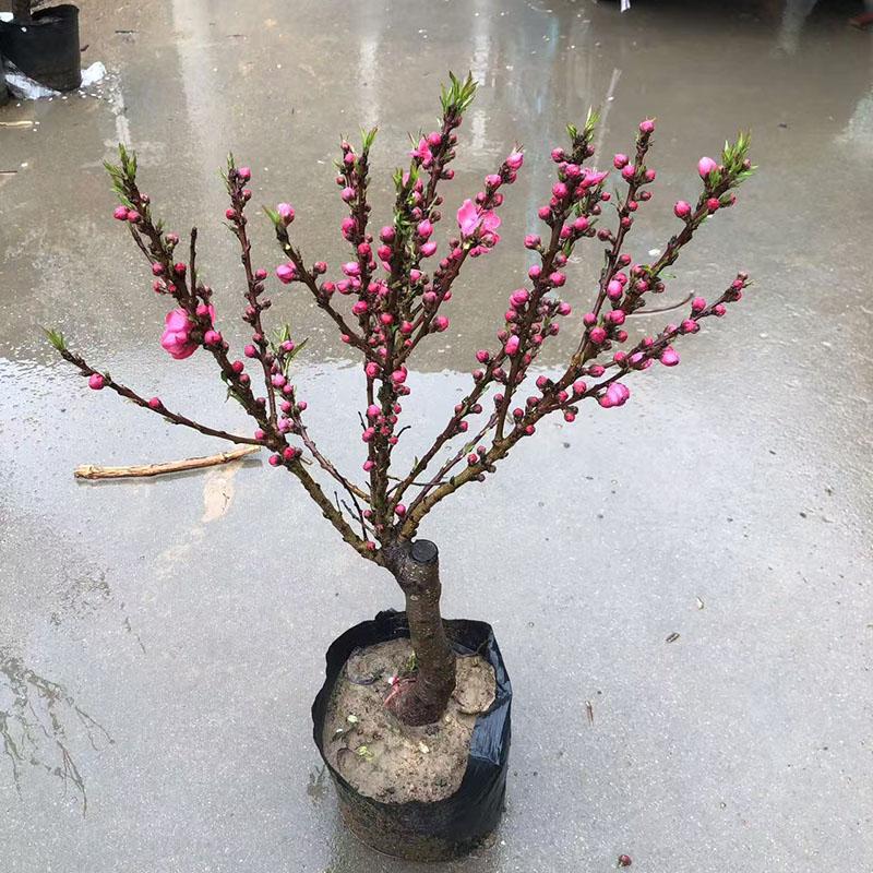 寿星桃花树活苗观赏盆栽矮化盆景