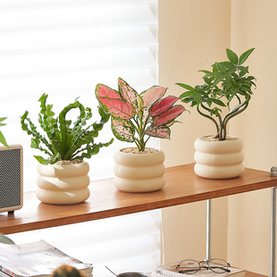 【工位植物】北欧ins风办公室内客厅绿植盆栽发财树工位绿植盆栽