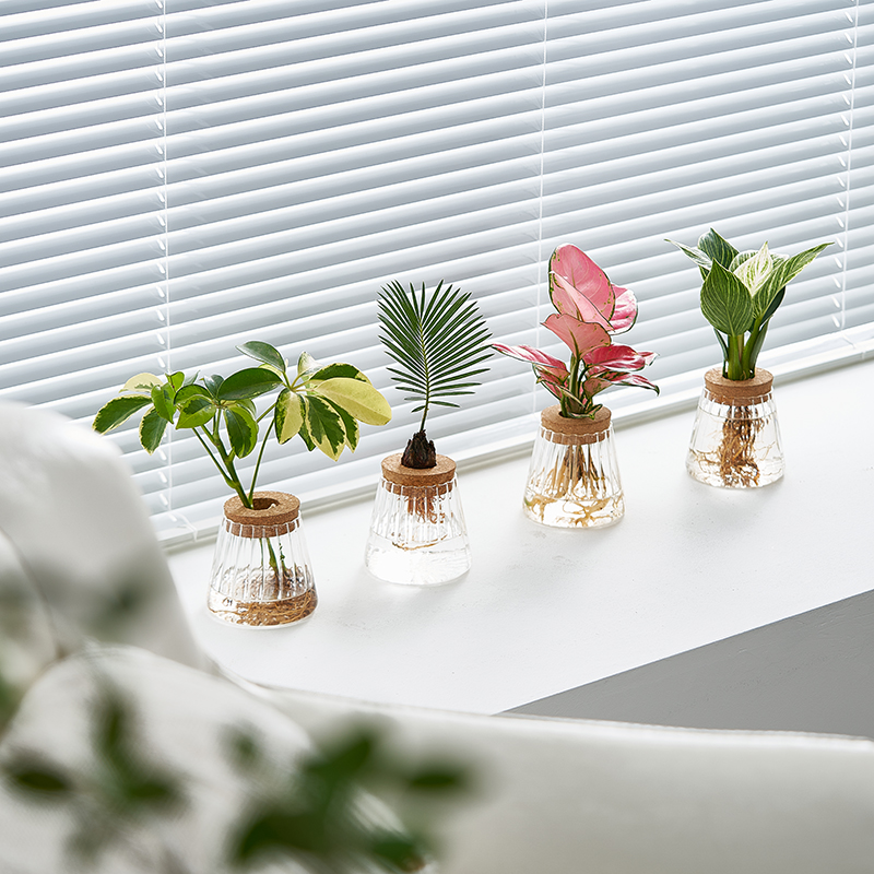 春羽买就送营养液桌面