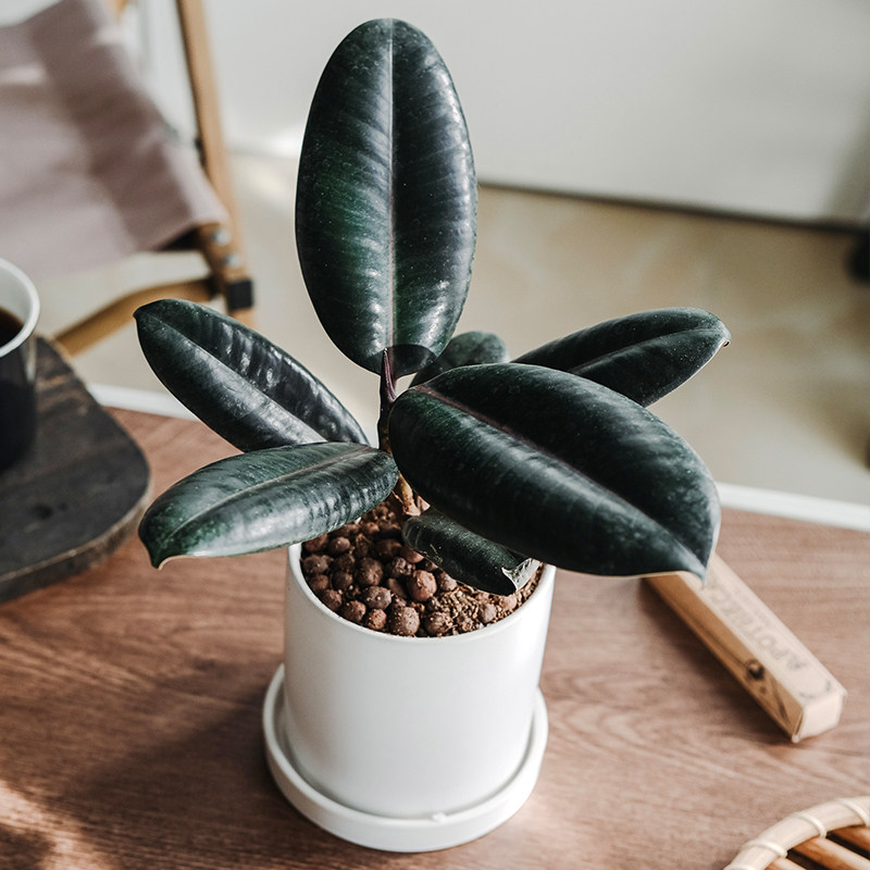 黑金刚橡皮树花卉土培植物办公桌面绿植室内盆栽易养活缓解疲劳