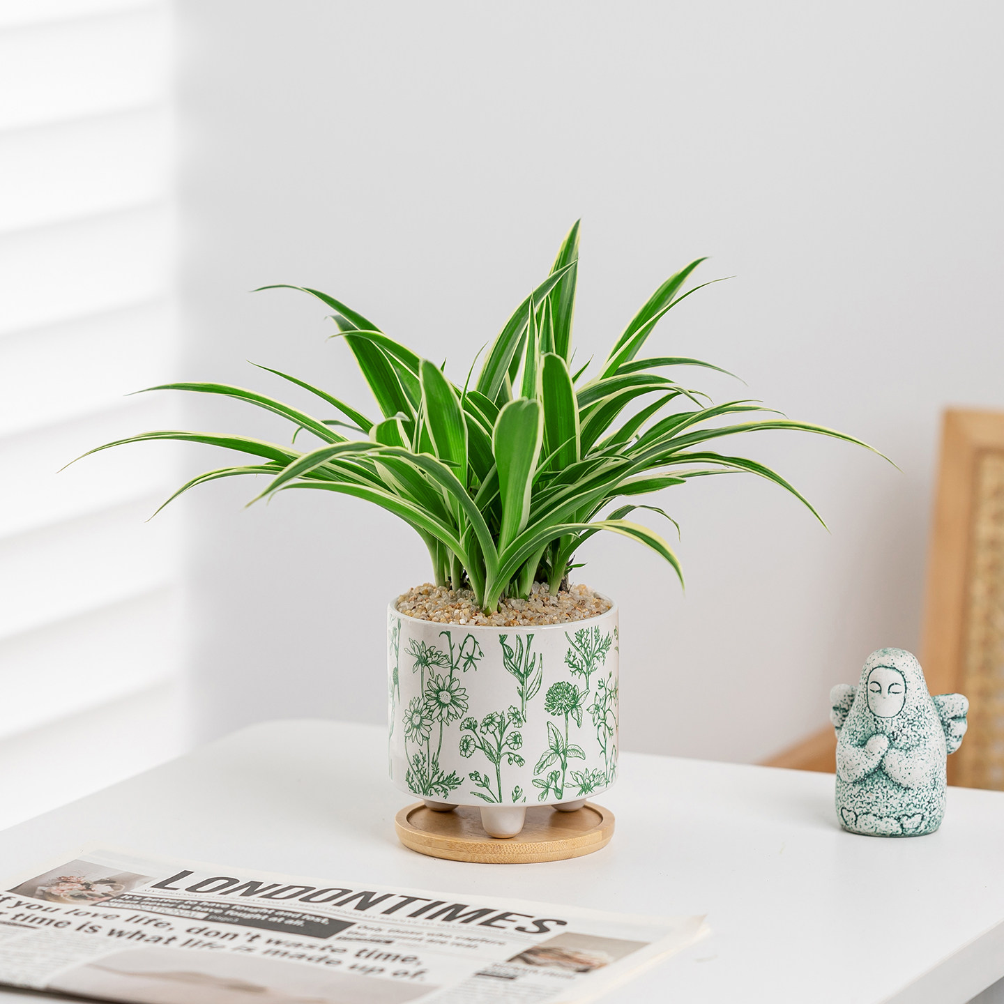 金边吊兰盆栽办公室内绿植花卉客厅桌面净化空气耐旱懒人好养植物