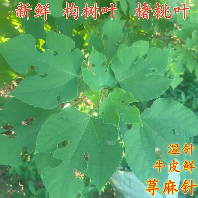 1-3斤野生褚树叶中药材构树叶