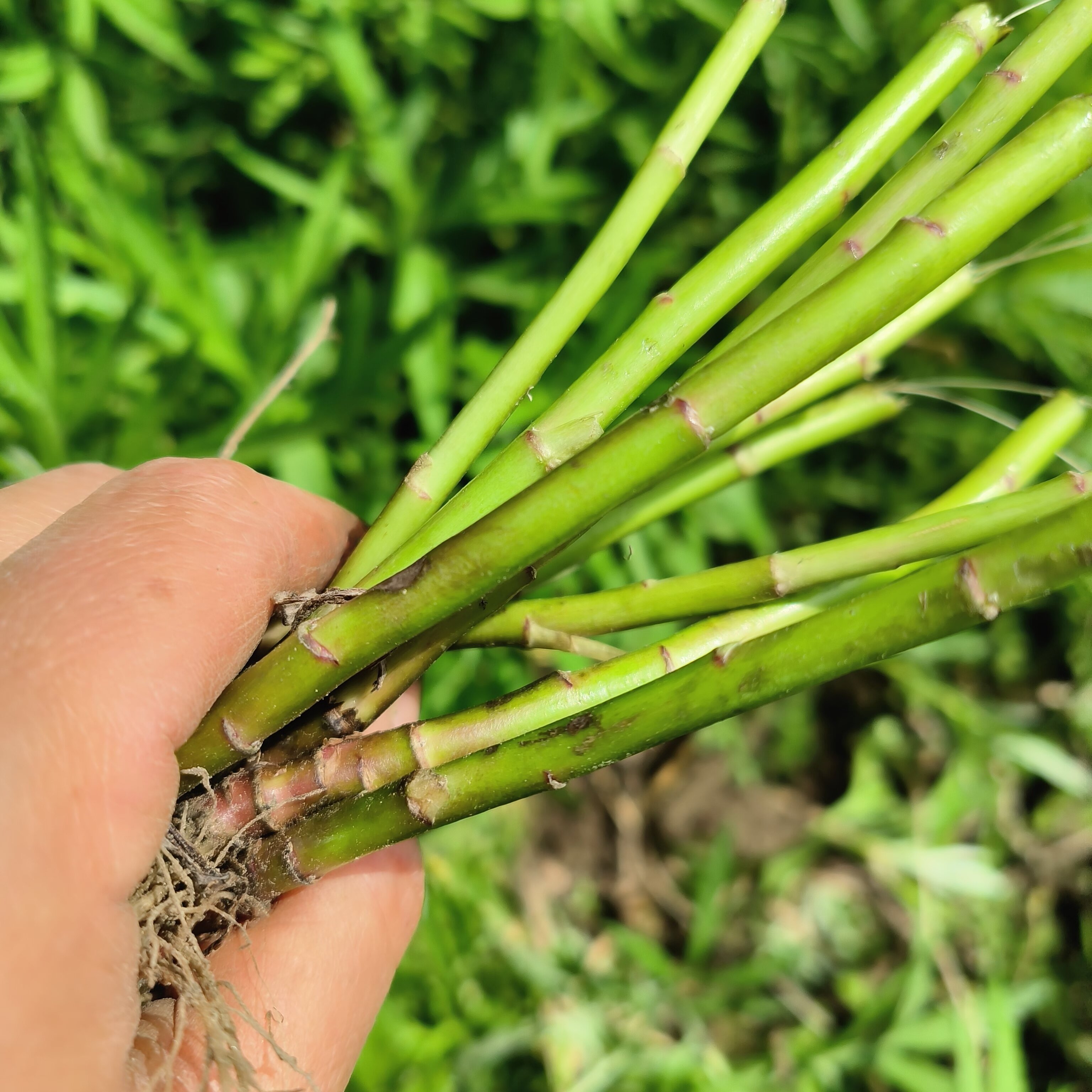 野生芦蒿根芦蒿种苗绿植庭院可食用植物当季蔬菜苗藜蒿根苗现挖