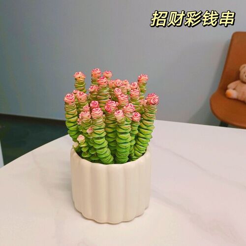 【家用优选】彩色钱串多