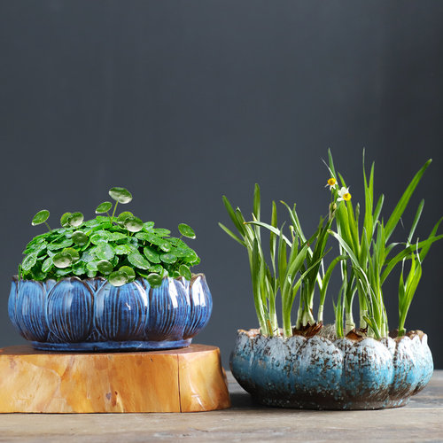 创意水培花盆陶瓷水仙睡莲