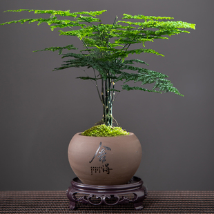 景观盆带底座紫砂花盆圆形文竹兰花菖蒲花卉桌面绿植盆栽盆景陶瓷