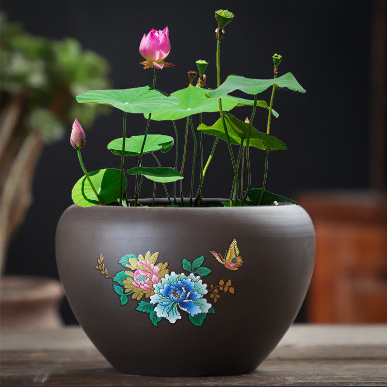 铜钱草水培花盆紫砂无孔水仙花睡莲碗莲一叶莲水养植物大号大口径