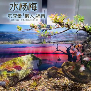 水杨梅水草绿植鱼缸水培造景老桩家用室内水养增氧植和鱼内饰摆件
