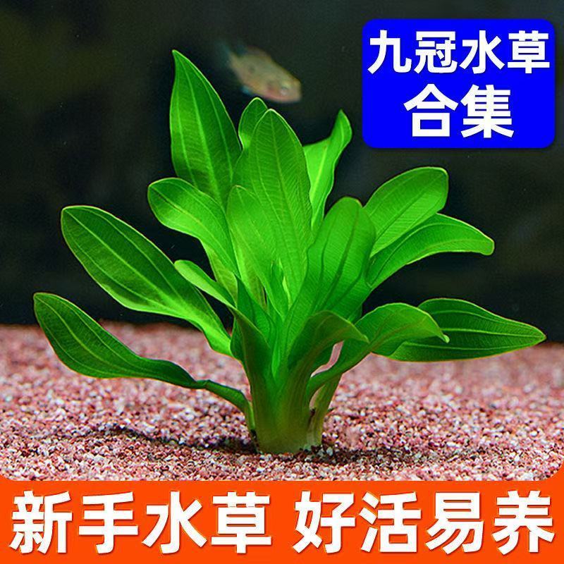 迷你小九冠水草大叶九冠鱼缸新手易养后景草阴性水草增氧净化水质