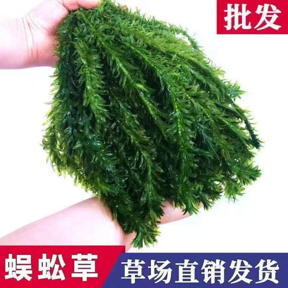 蜈蚣草水榕沉木造景鱼缸装饰新手