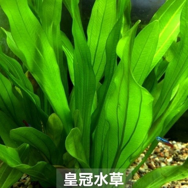 皇冠水草绿九冠鱼缸草缸造景装饰