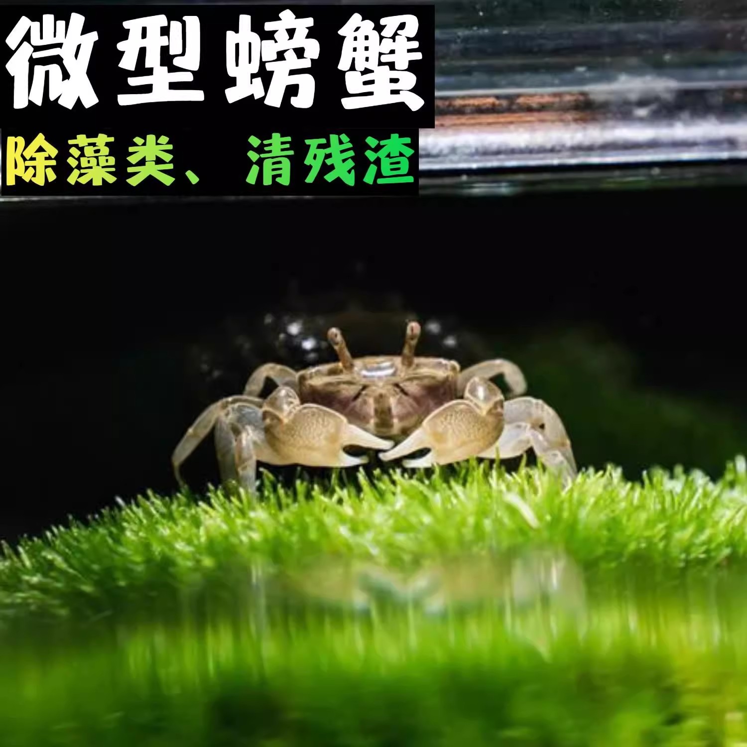 迷你辣椒蟹活体微景观观赏蟹造景