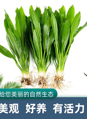 大叶绿九冠皇冠草大型鱼缸装饰