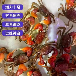 红鳌相手蟹精致宠物小螃蟹活体爬宠鱼缸观赏蟹深水蟹淡水蟹将军蟹