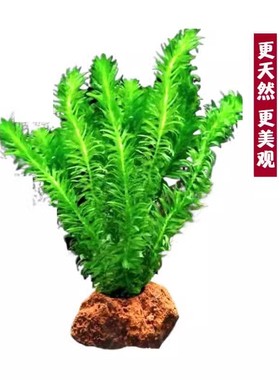 蜈蚣草水草生态造景鱼缸火山石植物真草水培原生草阴性净化水质